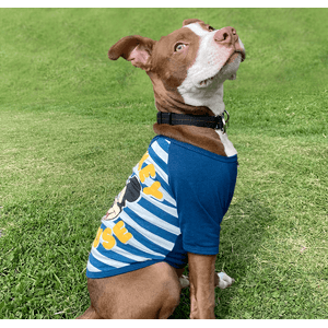 Camiseta Mascotas Mickey Azul