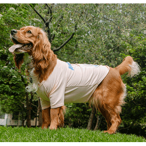 Camiseta Para Mascota Marvel Capitana América