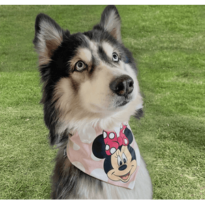 Pañoleta Mascotas Minnie